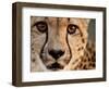 Close Up Portrait of a Cheetah.-Karine Aigner-Framed Photographic Print