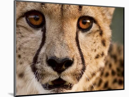 Close Up Portrait of a Cheetah.-Karine Aigner-Mounted Photographic Print