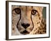 Close Up Portrait of a Cheetah.-Karine Aigner-Framed Photographic Print