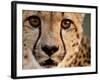 Close Up Portrait of a Cheetah.-Karine Aigner-Framed Photographic Print