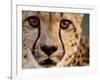 Close Up Portrait of a Cheetah.-Karine Aigner-Framed Photographic Print