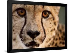 Close Up Portrait of a Cheetah.-Karine Aigner-Framed Photographic Print