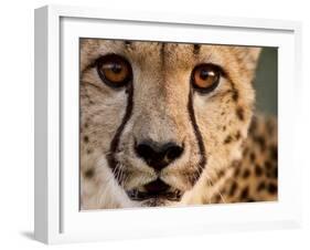 Close Up Portrait of a Cheetah.-Karine Aigner-Framed Photographic Print