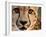 Close Up Portrait of a Cheetah.-Karine Aigner-Framed Photographic Print