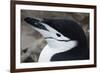 Close up portrait of a chinstrap penguin (Pygoscelis antarcticus), Half Moon Island, Antarctica, Po-Sergio Pitamitz-Framed Photographic Print