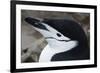 Close up portrait of a chinstrap penguin (Pygoscelis antarcticus), Half Moon Island, Antarctica, Po-Sergio Pitamitz-Framed Photographic Print