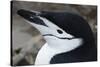 Close up portrait of a chinstrap penguin (Pygoscelis antarcticus), Half Moon Island, Antarctica, Po-Sergio Pitamitz-Stretched Canvas