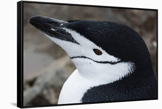 Close up portrait of a chinstrap penguin (Pygoscelis antarcticus), Half Moon Island, Antarctica, Po-Sergio Pitamitz-Framed Stretched Canvas