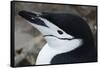 Close up portrait of a chinstrap penguin (Pygoscelis antarcticus), Half Moon Island, Antarctica, Po-Sergio Pitamitz-Framed Stretched Canvas