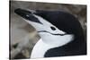 Close up portrait of a chinstrap penguin (Pygoscelis antarcticus), Half Moon Island, Antarctica, Po-Sergio Pitamitz-Stretched Canvas