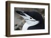 Close up portrait of a chinstrap penguin (Pygoscelis antarcticus), Half Moon Island, Antarctica, Po-Sergio Pitamitz-Framed Photographic Print