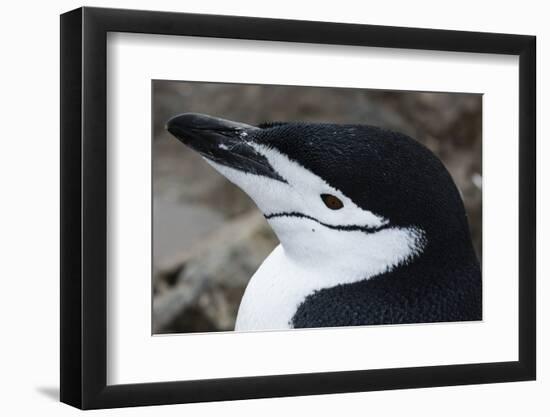 Close up portrait of a chinstrap penguin (Pygoscelis antarcticus), Half Moon Island, Antarctica, Po-Sergio Pitamitz-Framed Photographic Print