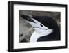 Close up portrait of a chinstrap penguin (Pygoscelis antarcticus), Half Moon Island, Antarctica, Po-Sergio Pitamitz-Framed Photographic Print