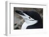 Close up portrait of a chinstrap penguin (Pygoscelis antarcticus), Half Moon Island, Antarctica, Po-Sergio Pitamitz-Framed Photographic Print