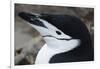 Close up portrait of a chinstrap penguin (Pygoscelis antarcticus), Half Moon Island, Antarctica, Po-Sergio Pitamitz-Framed Photographic Print