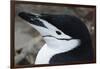 Close up portrait of a chinstrap penguin (Pygoscelis antarcticus), Half Moon Island, Antarctica, Po-Sergio Pitamitz-Framed Photographic Print