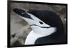 Close up portrait of a chinstrap penguin (Pygoscelis antarcticus), Half Moon Island, Antarctica, Po-Sergio Pitamitz-Framed Photographic Print