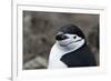 Close up portrait of a chinstrap penguin (Pygoscelis antarcticus), Half Moon Island, Antarctica, Po-Sergio Pitamitz-Framed Photographic Print