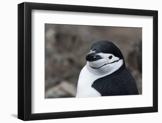 Close up portrait of a chinstrap penguin (Pygoscelis antarcticus), Half Moon Island, Antarctica, Po-Sergio Pitamitz-Framed Photographic Print
