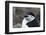 Close up portrait of a chinstrap penguin (Pygoscelis antarcticus), Half Moon Island, Antarctica, Po-Sergio Pitamitz-Framed Photographic Print