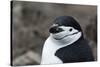 Close up portrait of a chinstrap penguin (Pygoscelis antarcticus), Half Moon Island, Antarctica, Po-Sergio Pitamitz-Stretched Canvas