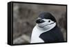 Close up portrait of a chinstrap penguin (Pygoscelis antarcticus), Half Moon Island, Antarctica, Po-Sergio Pitamitz-Framed Stretched Canvas