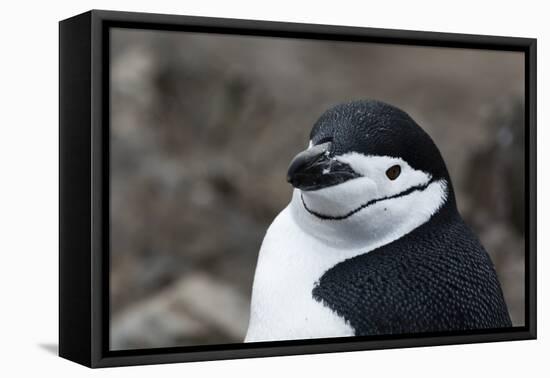 Close up portrait of a chinstrap penguin (Pygoscelis antarcticus), Half Moon Island, Antarctica, Po-Sergio Pitamitz-Framed Stretched Canvas