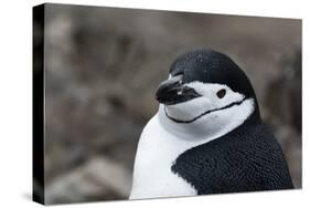 Close up portrait of a chinstrap penguin (Pygoscelis antarcticus), Half Moon Island, Antarctica, Po-Sergio Pitamitz-Stretched Canvas