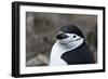 Close up portrait of a chinstrap penguin (Pygoscelis antarcticus), Half Moon Island, Antarctica, Po-Sergio Pitamitz-Framed Photographic Print