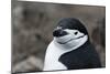 Close up portrait of a chinstrap penguin (Pygoscelis antarcticus), Half Moon Island, Antarctica, Po-Sergio Pitamitz-Mounted Photographic Print