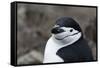 Close up portrait of a chinstrap penguin (Pygoscelis antarcticus), Half Moon Island, Antarctica, Po-Sergio Pitamitz-Framed Stretched Canvas