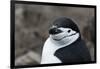 Close up portrait of a chinstrap penguin (Pygoscelis antarcticus), Half Moon Island, Antarctica, Po-Sergio Pitamitz-Framed Photographic Print