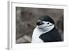 Close up portrait of a chinstrap penguin (Pygoscelis antarcticus), Half Moon Island, Antarctica, Po-Sergio Pitamitz-Framed Photographic Print