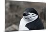 Close up portrait of a chinstrap penguin (Pygoscelis antarcticus), Half Moon Island, Antarctica, Po-Sergio Pitamitz-Mounted Photographic Print