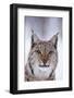 Close-up portrait of a European lynx. Polar Park, Bardu, Troms, Norway.-Sergio Pitamitz-Framed Photographic Print