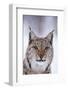 Close-up portrait of a European lynx. Polar Park, Bardu, Troms, Norway.-Sergio Pitamitz-Framed Photographic Print