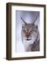 Close-up portrait of a European lynx. Polar Park, Bardu, Troms, Norway.-Sergio Pitamitz-Framed Photographic Print