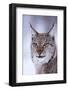 Close-up portrait of a European lynx. Polar Park, Bardu, Troms, Norway.-Sergio Pitamitz-Framed Photographic Print