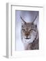 Close-up portrait of a European lynx. Polar Park, Bardu, Troms, Norway.-Sergio Pitamitz-Framed Photographic Print