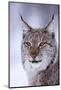 Close-up portrait of a European lynx. Polar Park, Bardu, Troms, Norway.-Sergio Pitamitz-Mounted Photographic Print