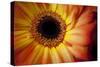 Close Up Portrait of a Gerber or Gerbera Daisy-Karine Aigner-Stretched Canvas