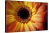 Close Up Portrait of a Gerber or Gerbera Daisy-Karine Aigner-Stretched Canvas