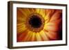 Close Up Portrait of a Gerber or Gerbera Daisy-Karine Aigner-Framed Photographic Print