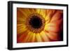 Close Up Portrait of a Gerber or Gerbera Daisy-Karine Aigner-Framed Photographic Print