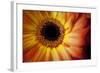 Close Up Portrait of a Gerber or Gerbera Daisy-Karine Aigner-Framed Photographic Print