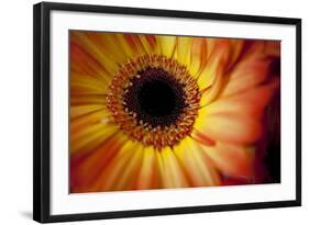 Close Up Portrait of a Gerber or Gerbera Daisy-Karine Aigner-Framed Photographic Print