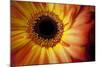 Close Up Portrait of a Gerber or Gerbera Daisy-Karine Aigner-Mounted Photographic Print