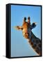 Close-Up Portrait of a Giraffe ; Giraffa Camelopardalis-Johan Swanepoel-Framed Stretched Canvas