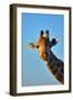 Close-Up Portrait of a Giraffe ; Giraffa Camelopardalis-Johan Swanepoel-Framed Photographic Print