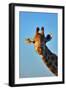 Close-Up Portrait of a Giraffe ; Giraffa Camelopardalis-Johan Swanepoel-Framed Photographic Print